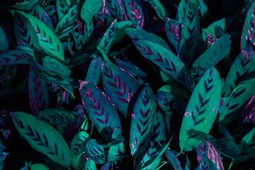 Natural dark green leaves Beautiful multi-pointed leaves arranged in an orderly manner. natural background for wallpaper.