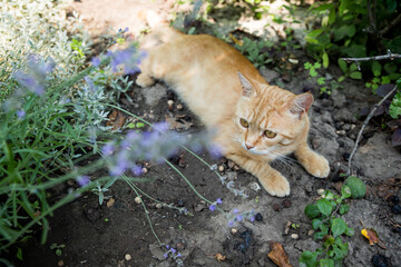 Naklejka na ściany i meble Red cat is resting in the garden. Among beautiful plants. Happy pet life concept.