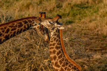 creatuve
