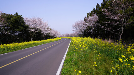 Cherry Blossom Trees on Jeju Rape Field Road
