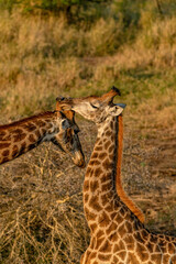 creatuve