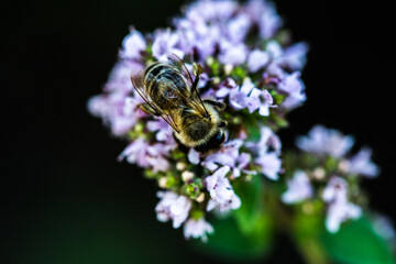 A bee collects pollen from a flower. A bee sits on a flower on a blurred background