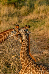 creatuve