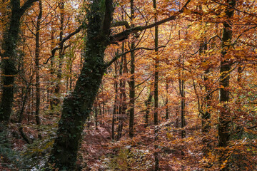 Autumn colours in the forest