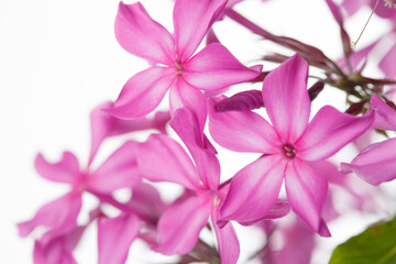 Pink phlox inflorescences Isolated on a white background.