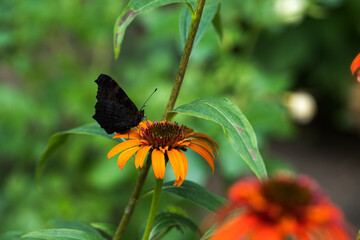 Obraz premium Echinacea purpurea. Flower plant commonly known as coneflower.