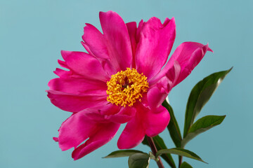 Red peony flower with yellow center isolated on blue background.