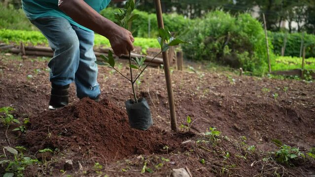 Person planting a tree on the ground covering seedling with dirt. Older man plants a tree