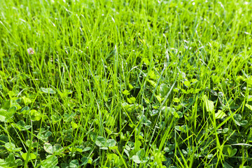 Fresh green grass on a summer lawn. Close up photo