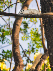A white squirrel climbs through the trees of the forest in search of food.