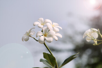 White Lan Thom or Champa Lao is an Asian flower that is popular for spas and health care.