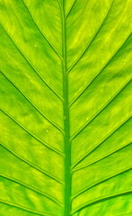 Huge Green Leaf Closeup. Vertical photo