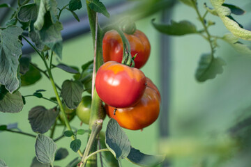 Organic tomatoes in greenhouse