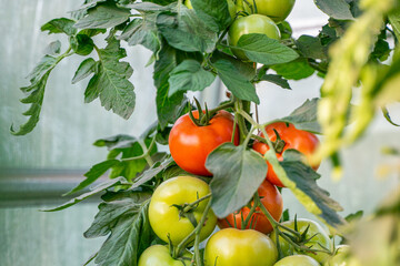 Organic tomatoes in greenhouse