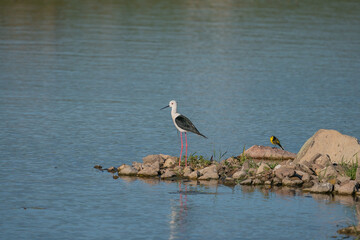 Black-winged Stilt (Himantopus himantopus) perched on rock on lake shore