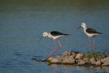 Black-winged Stilt (Himantopus himantopus) perched on rock on lake shore