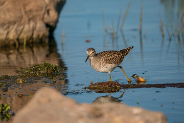 Wood Sandpiper (Tringa glareola) feeding on aquatic insects in the lake