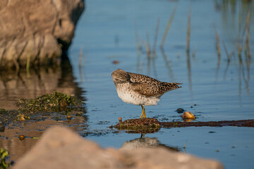 Wood Sandpiper (Tringa glareola) feeding on aquatic insects in the lake