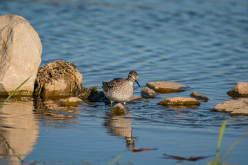 Wood Sandpiper (Tringa glareola) feeding on aquatic insects in the lake