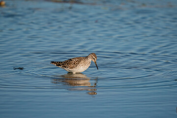 Wood Sandpiper (Tringa glareola) feeding on aquatic insects in the lake