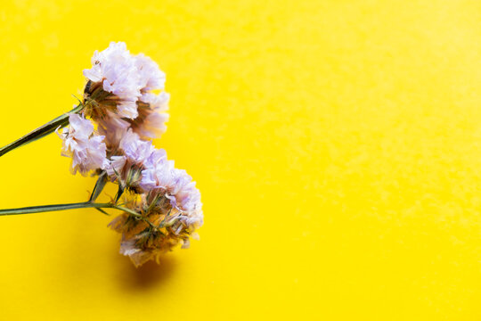 branch of dry flowers on a yellow background, free space