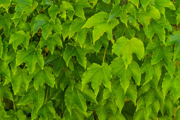 Fototapeta na wymiar texture of green leaves, background and a large number of sheets