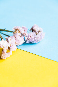 dry flowers on a blue and yellow background. Ukraine flag and flowers, free space