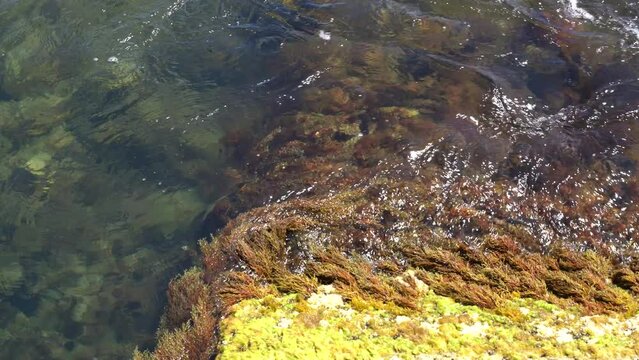 Algae on the stone. Green algae and brown algae on the rocks at a shallow depth sway in the waves.