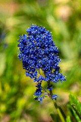 Ceanothus azureus 'Concha' a spring flowering shrub plant with a blue springtime flower commonly known as Californian lilac, stock photo image