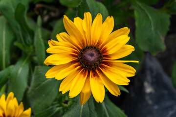 Rudbeckia hirta 'Big Smileyz Love' a yellow orange herbaceous perennial summer autumn flower plant commonly known as Black Eyed Susan or Coneflower stock photo image