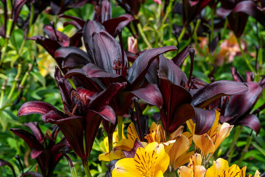 Asiatic lily 'Night Rider' a summer flowering bulb plant with a deep black purple summertime flower, stock photo image