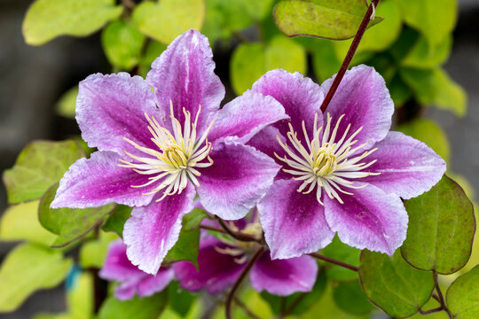 Clematis 'Piilu' spring summer flowering plant with a pink purple summertime flower, stock photo image