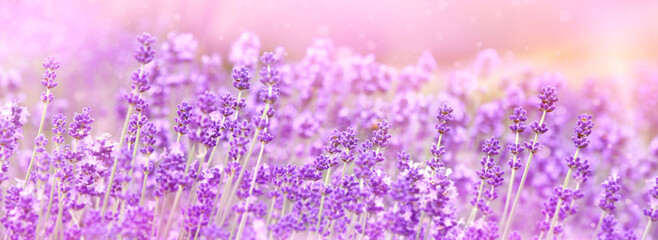 Selective focus on purple lavender flowers on blur background. Lavender field under the sunset in summer at Kawaguchiko Herb Festival, Yagizaki Park, Japan. Pastel color background. Soft dreamy feel.