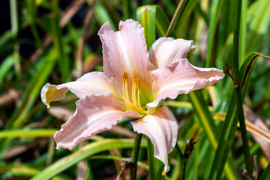 Hemerocallis 'Luxury Lace' a spring summer flowering plant with a pale pink summertime flower commonly known as daylily, stock photo image