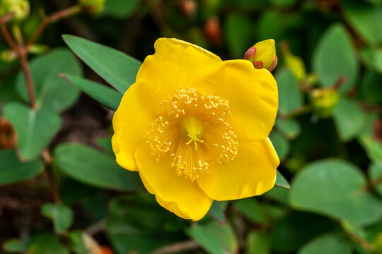 Hypericum forrestii a summer autumn fall flowering evergreen shrub plant with a yellow summertime flower commonly known as Forrest St John's wort, stock photo image