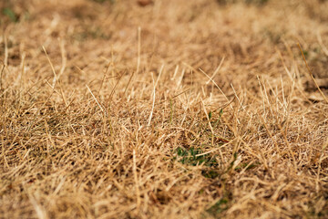 Effects of persistent drought on nature