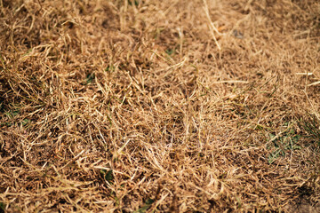 Effects of persistent drought on nature