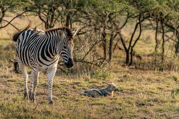 Obraz premium creative