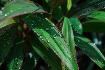 Beautiful colored leaves with water droplets on green nature background.