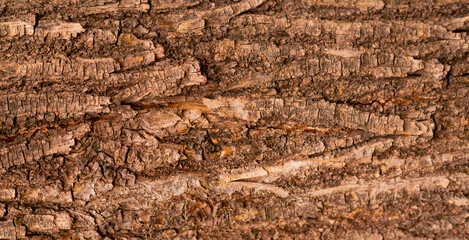 brown wood background texture