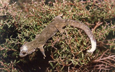 A wrinkled lizard ina green bush