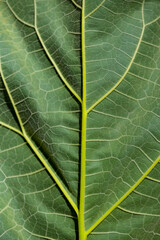 Close up of a bright green leaf with vein structures branched like a tree, stalk and and hairy surface in warm sunlight. Macro of bent big leaf with selective focus many details. 