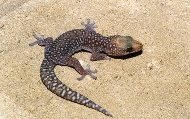 A spotted grey lizard on a rock