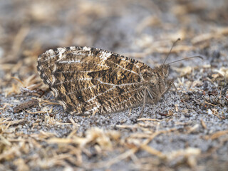 Grayling Butterfly Resting and Merging into the Ground
