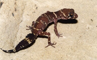 A brown lizard on a rock