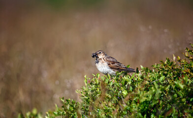Meadow pipit perched on a bilberry bush with a beak full of insects