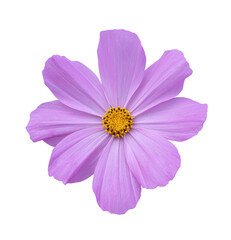 Cosmos flower Isolated on transparent background - PNG format.