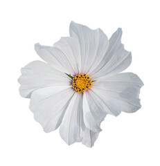 Cosmos flower Isolated on transparent background - PNG format.