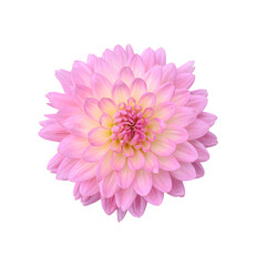 Beautiful Dahlia flower isolated on transparent background - PNG format.