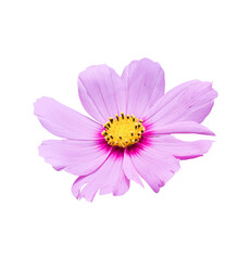 Cosmos flower Isolated on transparent background - PNG format.